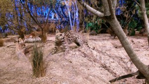 Wildlife 8 (Ocelot) 2