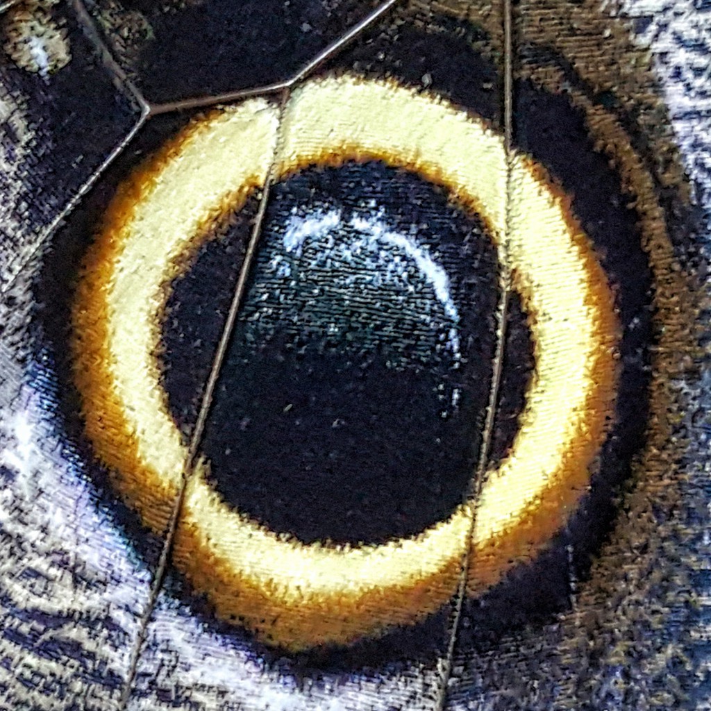 Close up of an owl eyespot