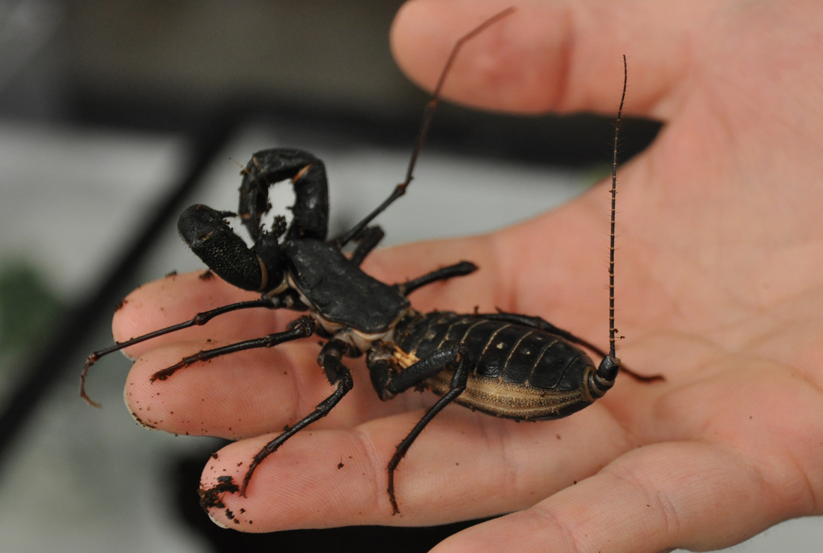 Жук телефон. Отряд телифоны (Uropygi). Thelyphonus pumhomii. Жук телифон хвостатый. Mastigoproctus giganteus.