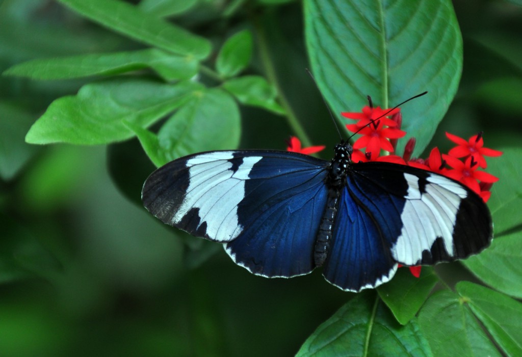 FruitButterfly