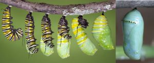 Butterfly Chrysalises | BEYONDbones