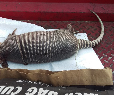 armadillo2