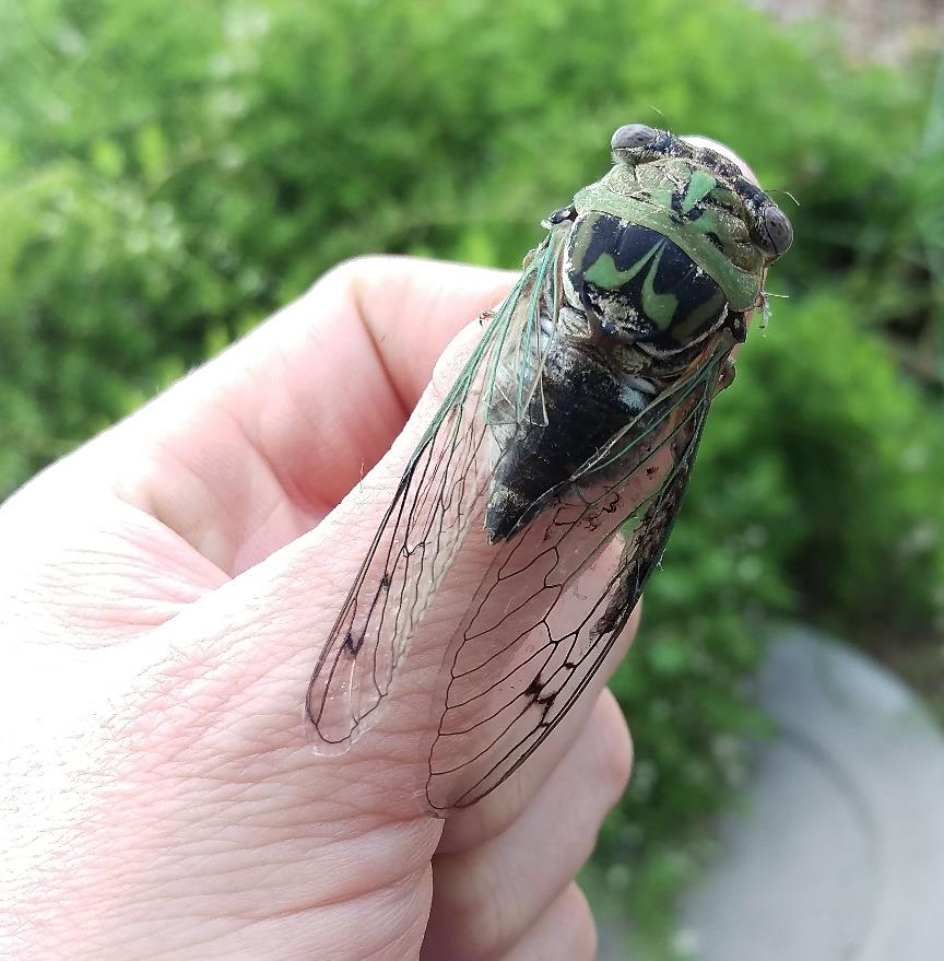 cicada