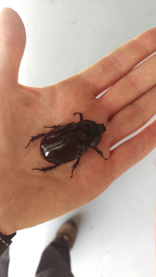 ox beetle