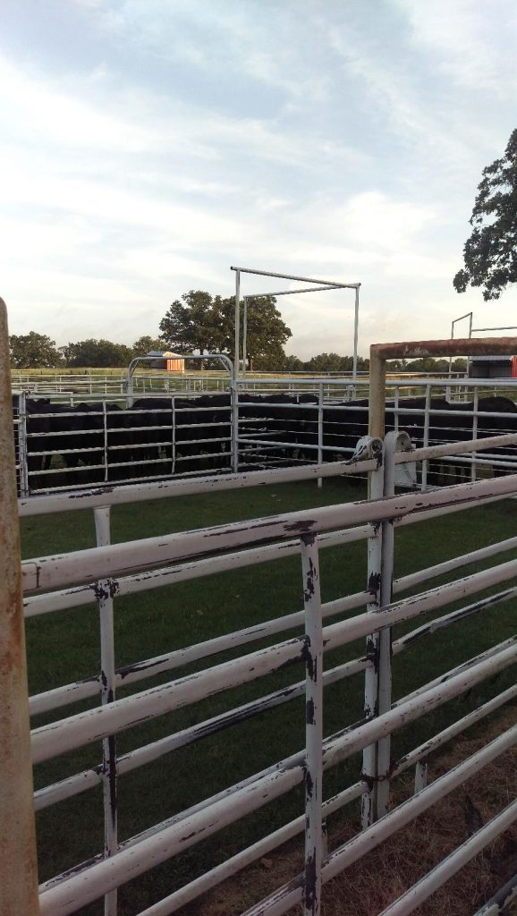 Here’s everyone getting ready for vaccinations and the bovine version of OFF!