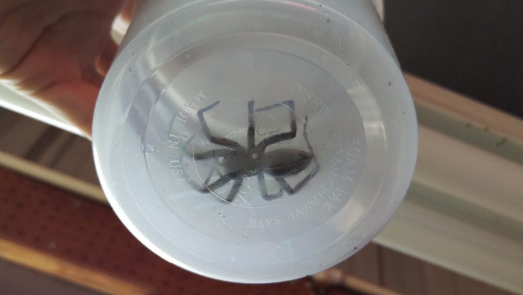 Who has eight legs and two pedipalps and is HUGE? This guy…