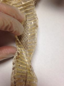 Lamintating Snake Skins | BEYONDbones