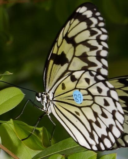 Dosel cama BUTTERFLIES Lifetime