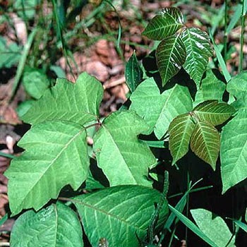 Poison Ivy Isn’t Poisonous But You Should Still Know How To Avoid It ...