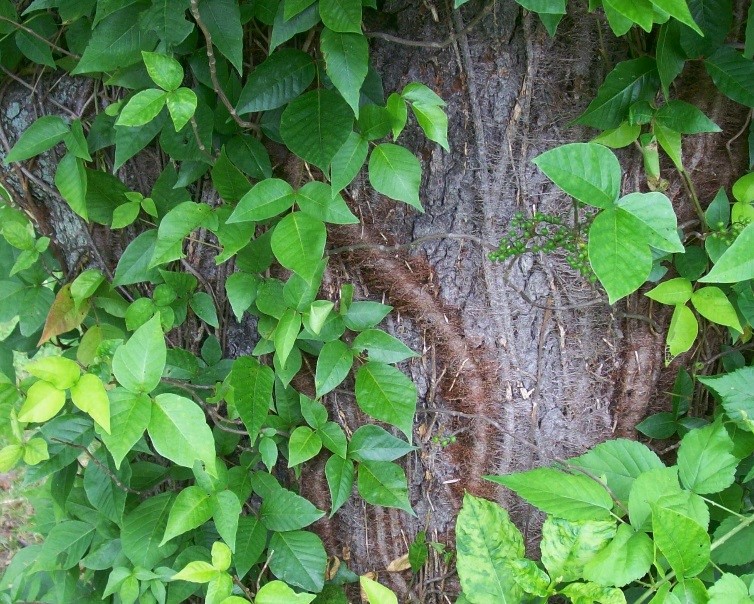 Poison Ivy Isn't Poisonous But You Should Still Know How To Avoid It ...