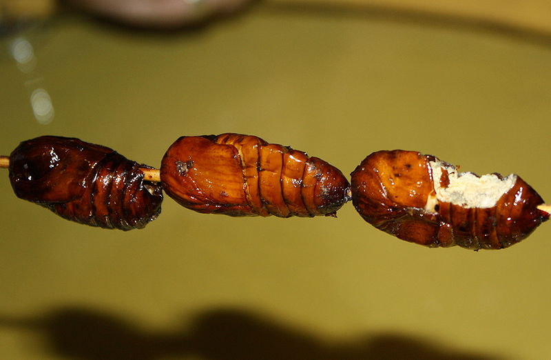 Cockroach Pupa