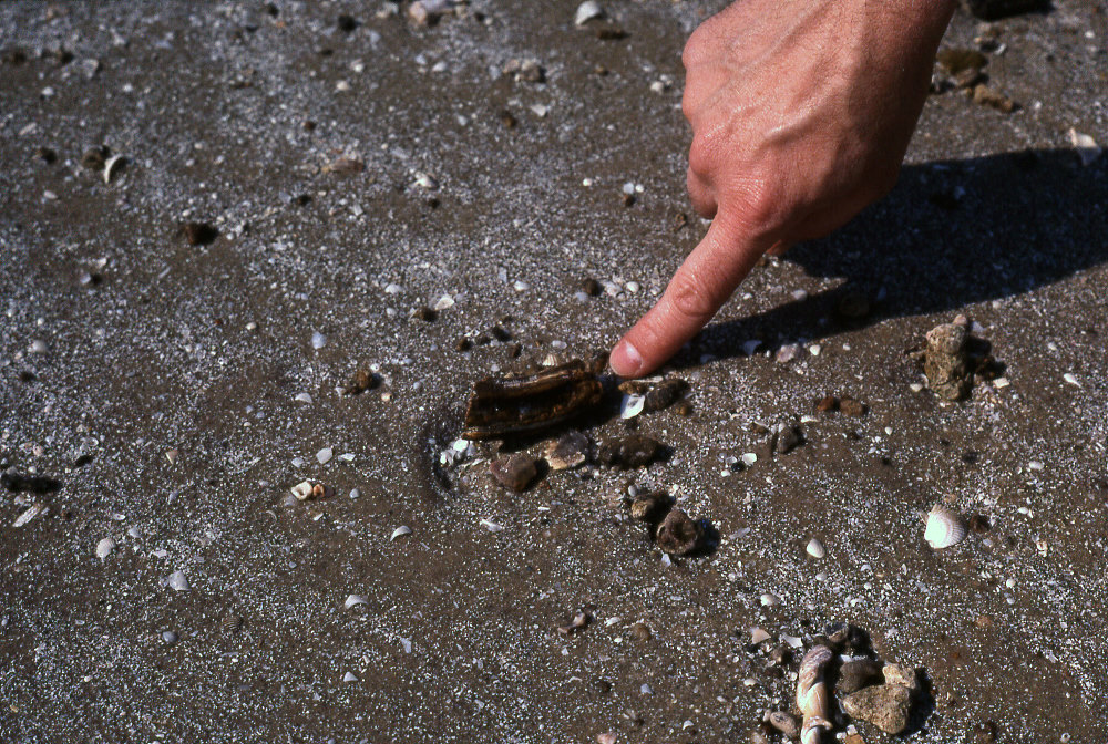 The Best Fossil Hunting Day Trips From Houston. | BEYONDbones