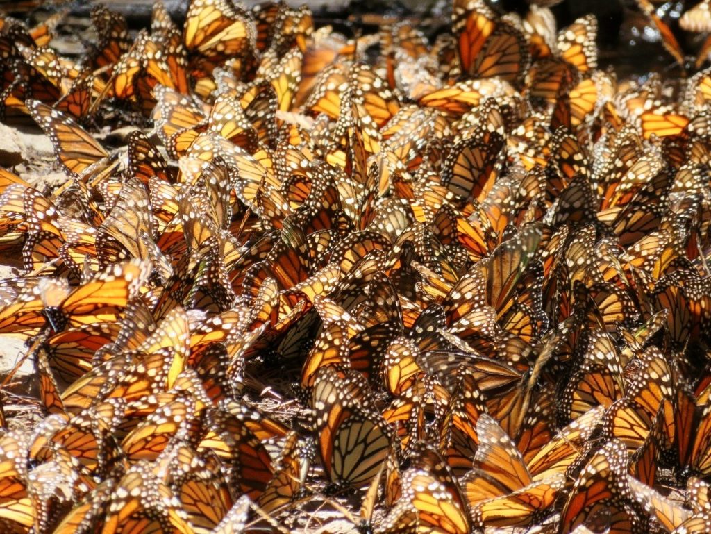 Monarch Butterfly - Facts and Beyond