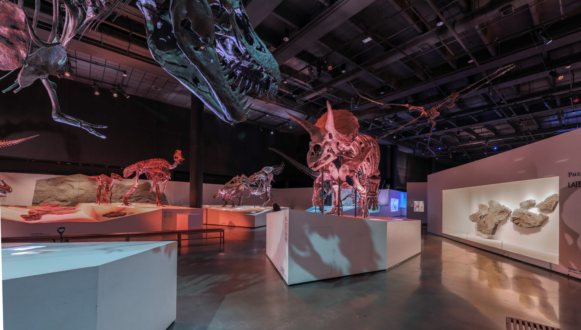 The Bone Wars: A Real Life Battle For Bones | BEYONDbones