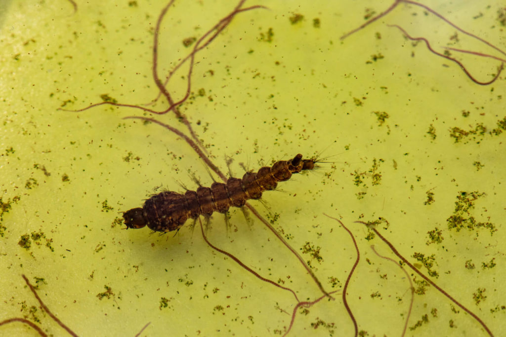 An Elephant Mosquito larvae in the later stages of growth.