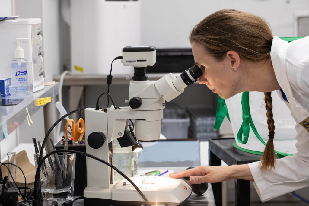 A researcher at Harris County Precinct Four gazes through a lab microscope.