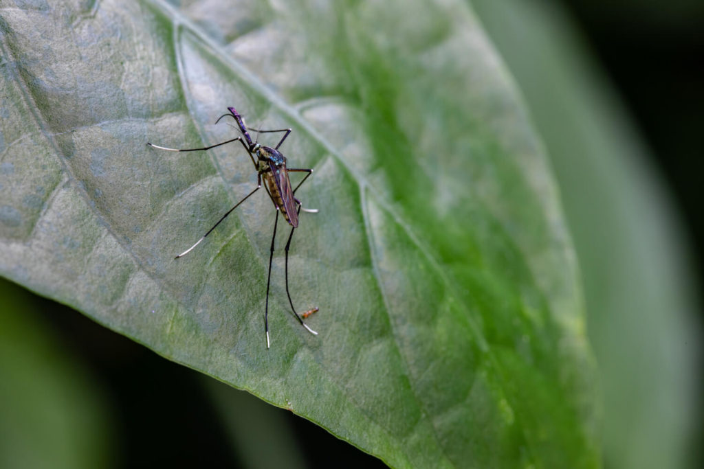 The Elephant Mosquito (commonly referred to as the Mosquito Assassin) perched on a leaf.