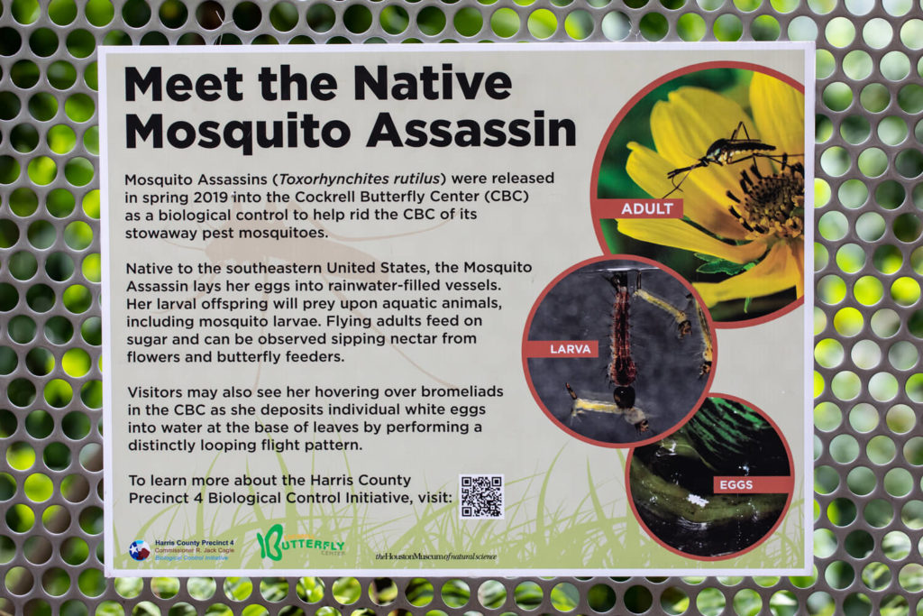 A sign created for the native Elephant Mosquito describing the stages of growth for the Mosquito Assassin.