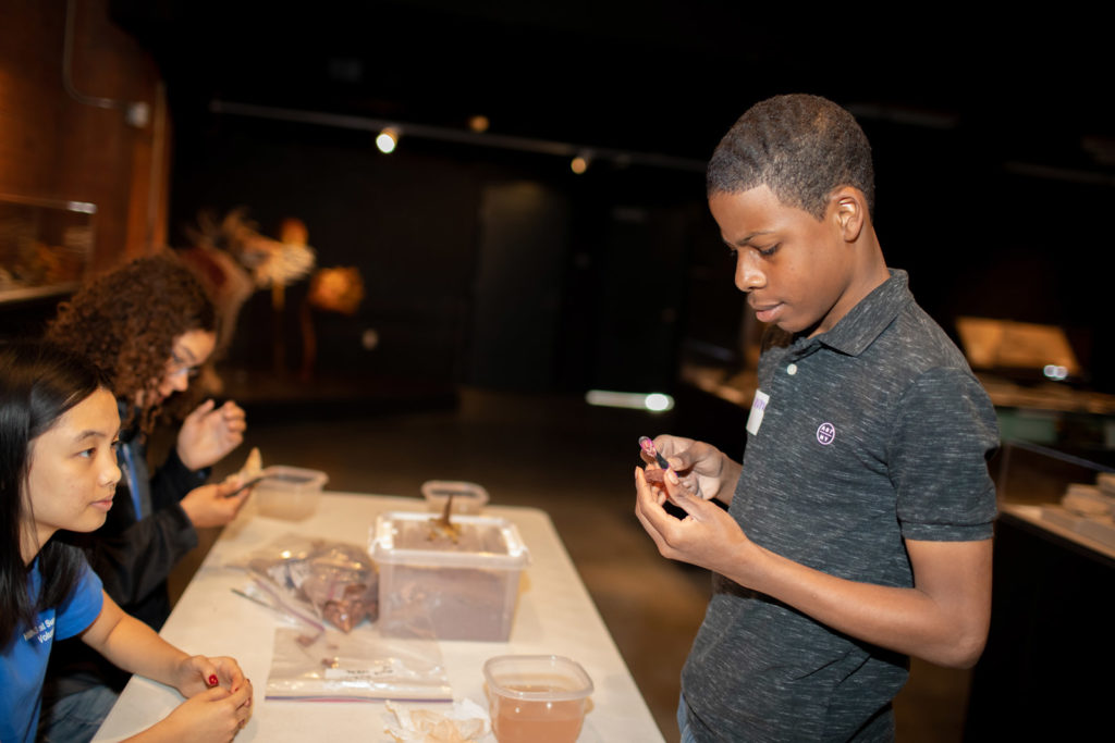 A young science enthusiast uses a tooth brush to clear a fossil of debris.