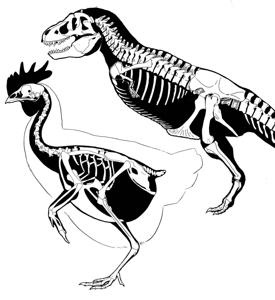 Chicken Skeleton Dinosaur