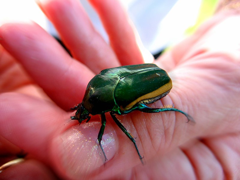 Green June Beetle Life Cycle