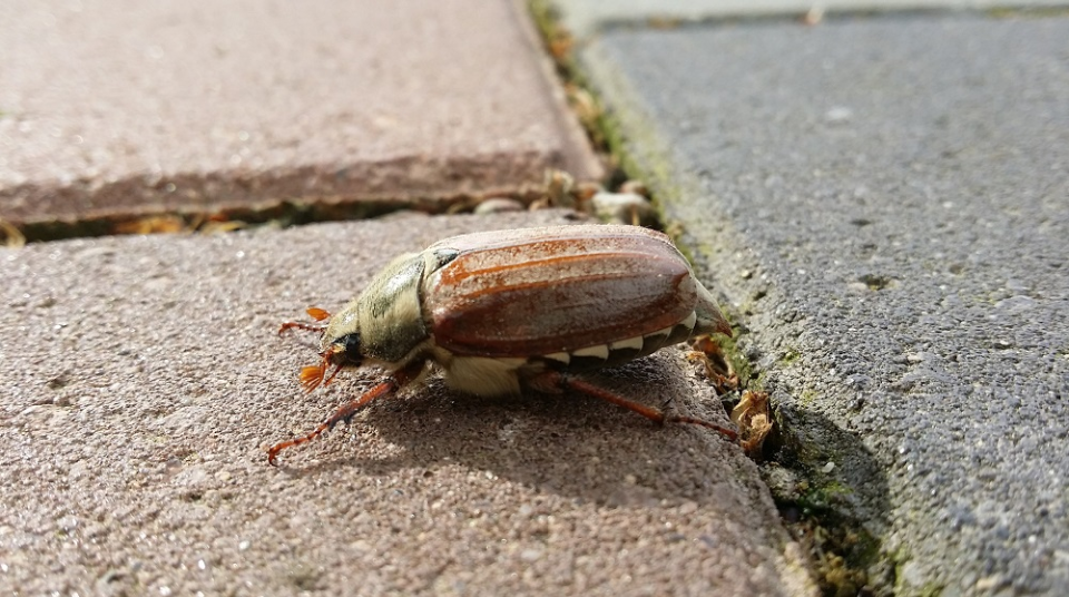 brown june bug