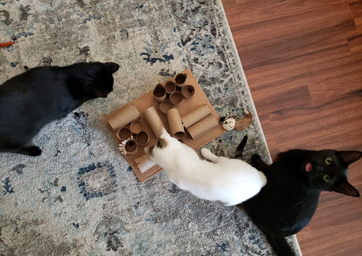 DIY Feline Toilet Paper Roll Puzzle Feeder