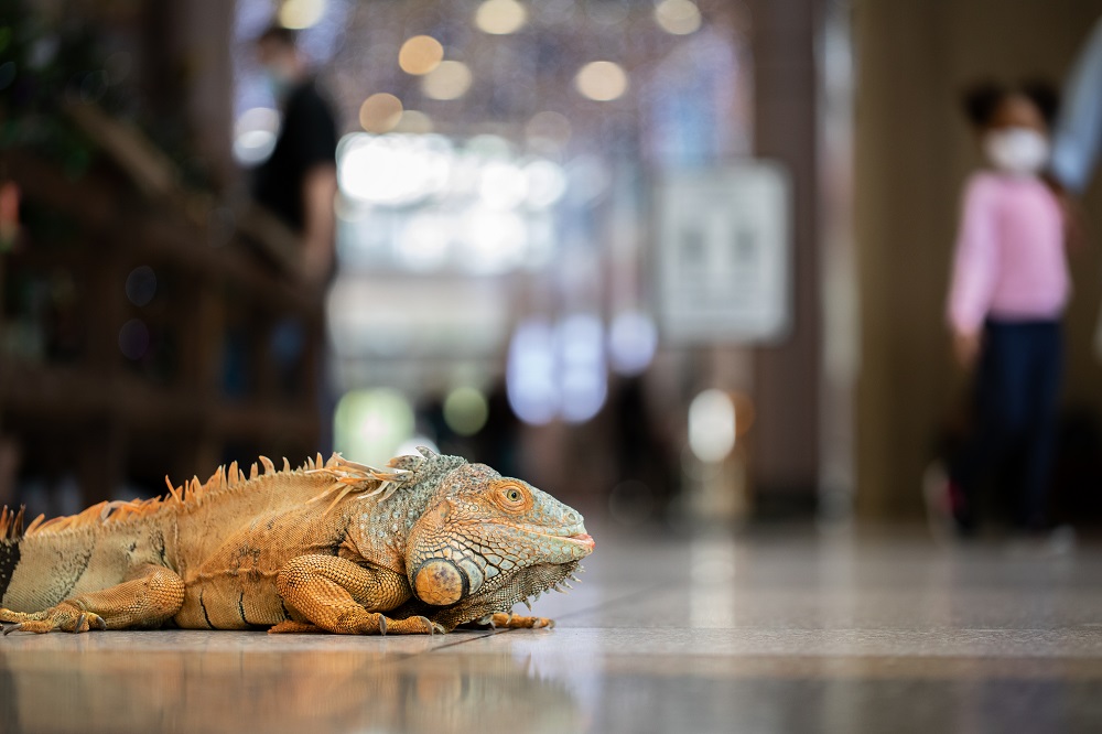 Charro the iguana in the grand hall as main focus with young girl wearing mask blurred in background