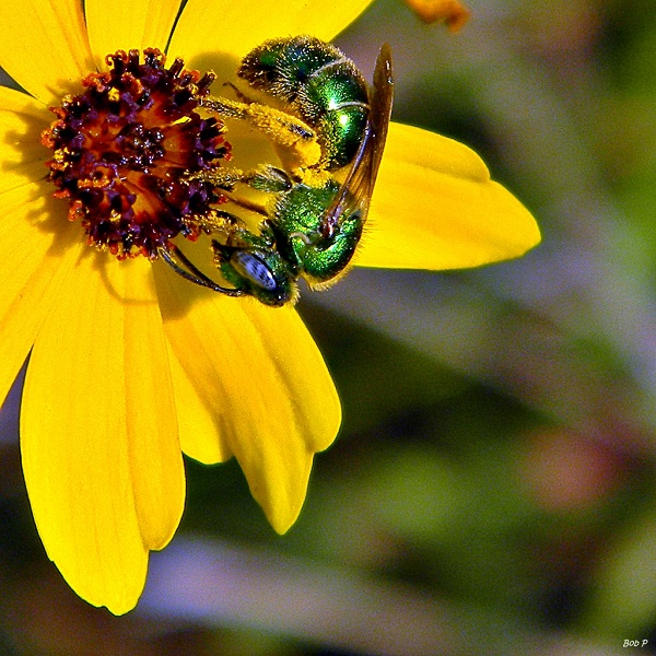 Sweat Bee pollinating on a yellow flower