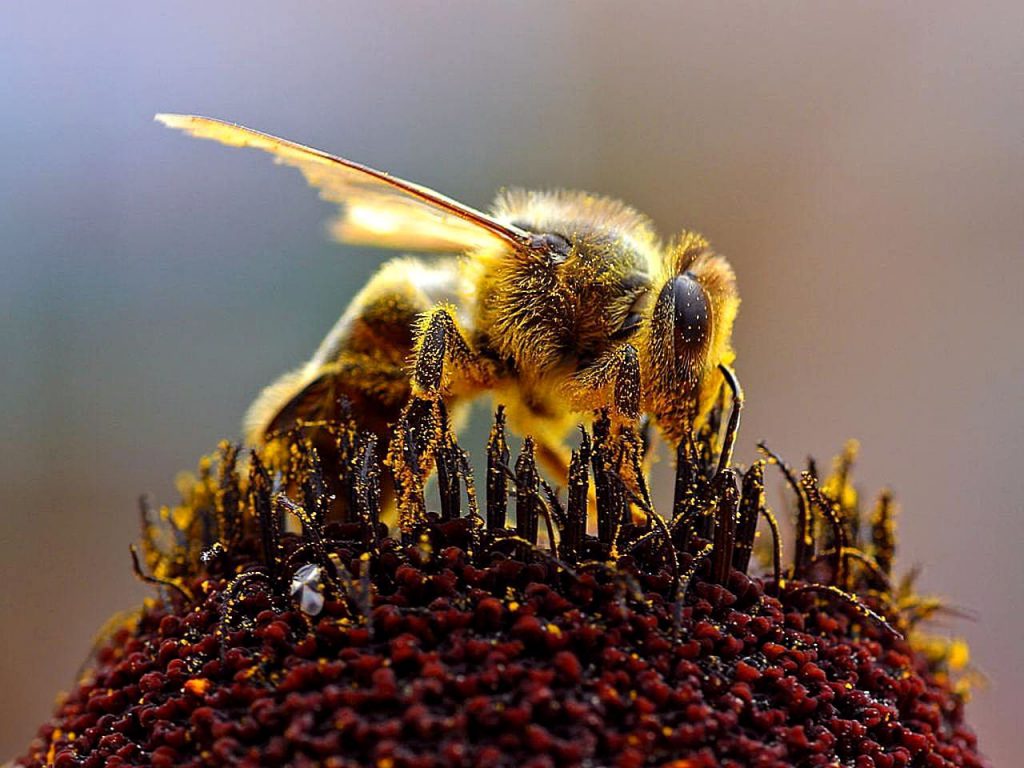 Closeup of a Honey Bee pollinating