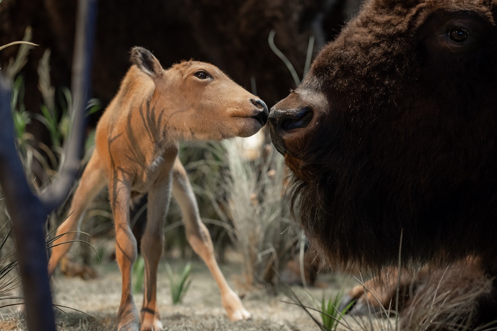 A taxidermy baby calf gets a kiss from their bison parent.