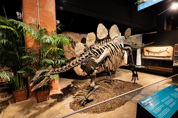 Stegosaurus fossil on display