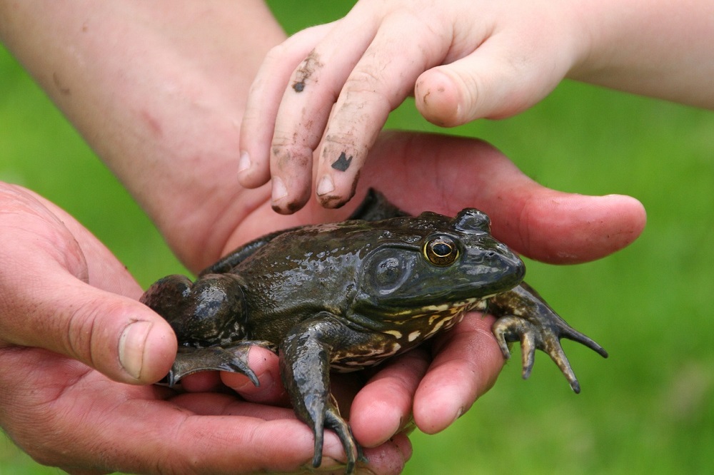 A toad rests in an adult's hands as a child pets it.