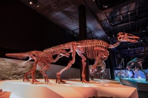 Juvenile and adult Edmontosaurus fossil display