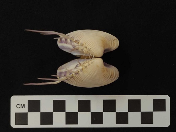 From the Curator: Spikes and Spines