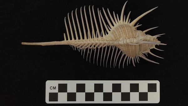 From the Curator: Spikes and Spines