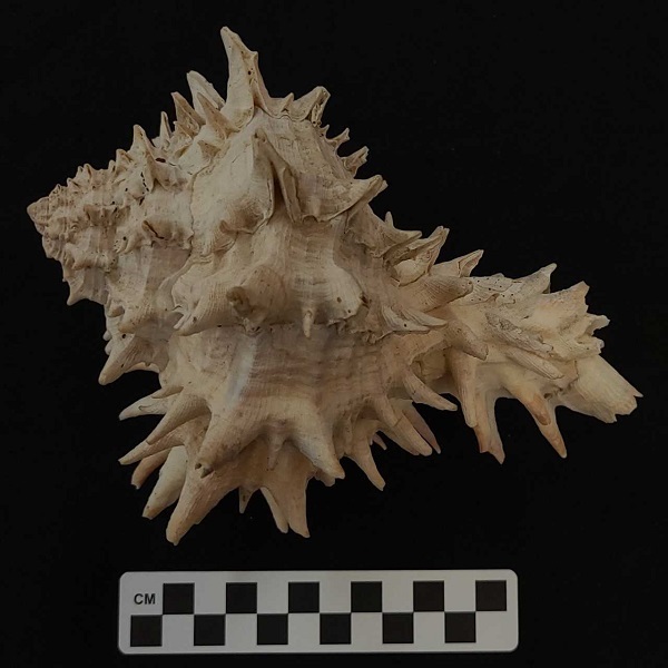 From the Curator: Spikes and Spines