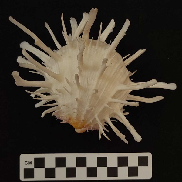 From the Curator: Spikes and Spines