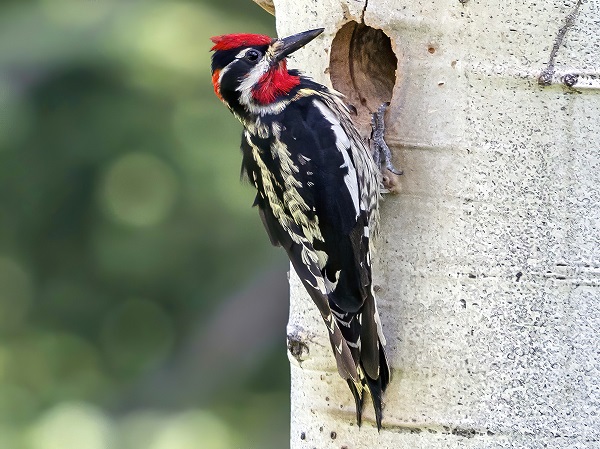 Return to Paraguay: Conserving the Taguá, a Living Fossil