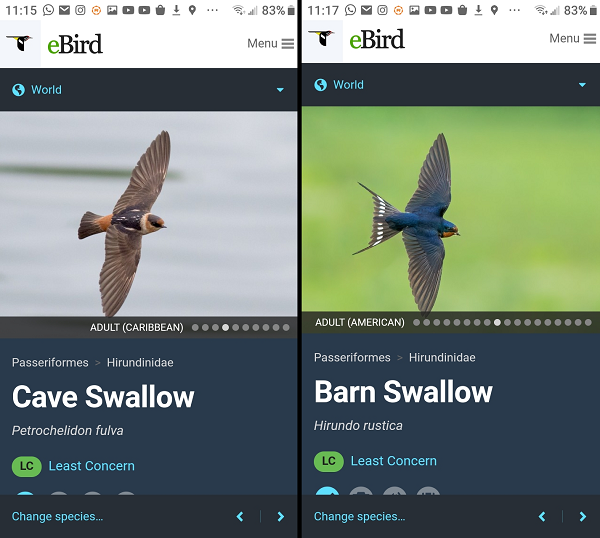 Comparative screenshots of a Cave Swallow and Barn Swallow in the eBird app