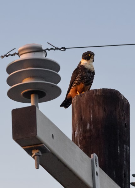 bat falcon sitting on power post