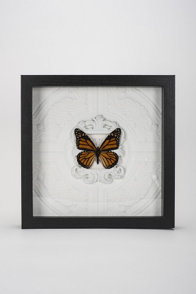 Orange and black Monarch butterfly framed over white background