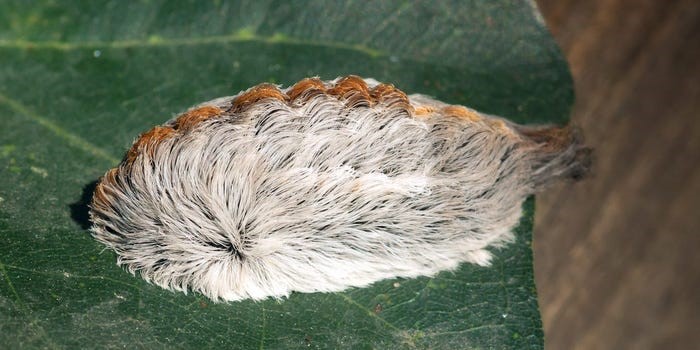 Buck Off, Buck Moth | Houston Area Stingers | BEYONDbones