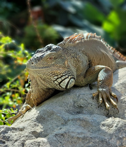 Nacho the green iguana rests on a rock and enjoys the sunlight