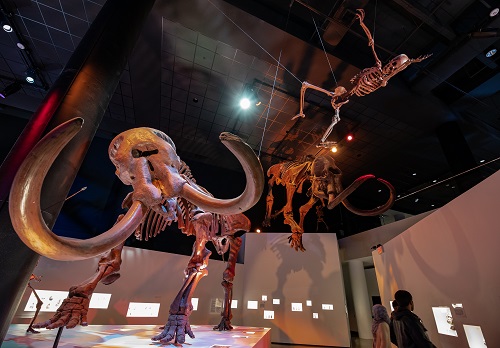 Scene of mastodon fossil and human skeleton in combat on display in museum 