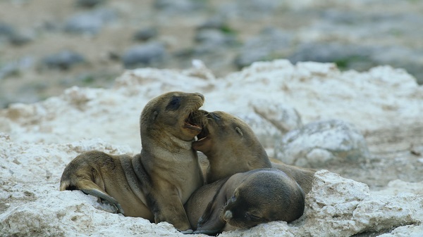 Sea lions snuggling with one another