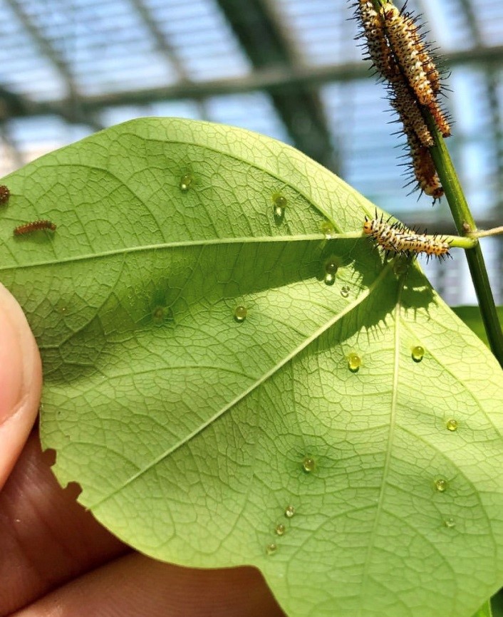 A small caterpillar sits on a green leaf