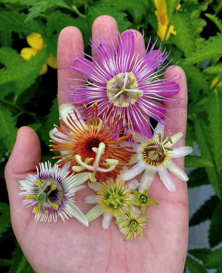 Different colored passionvines sitting in the palm of a hand