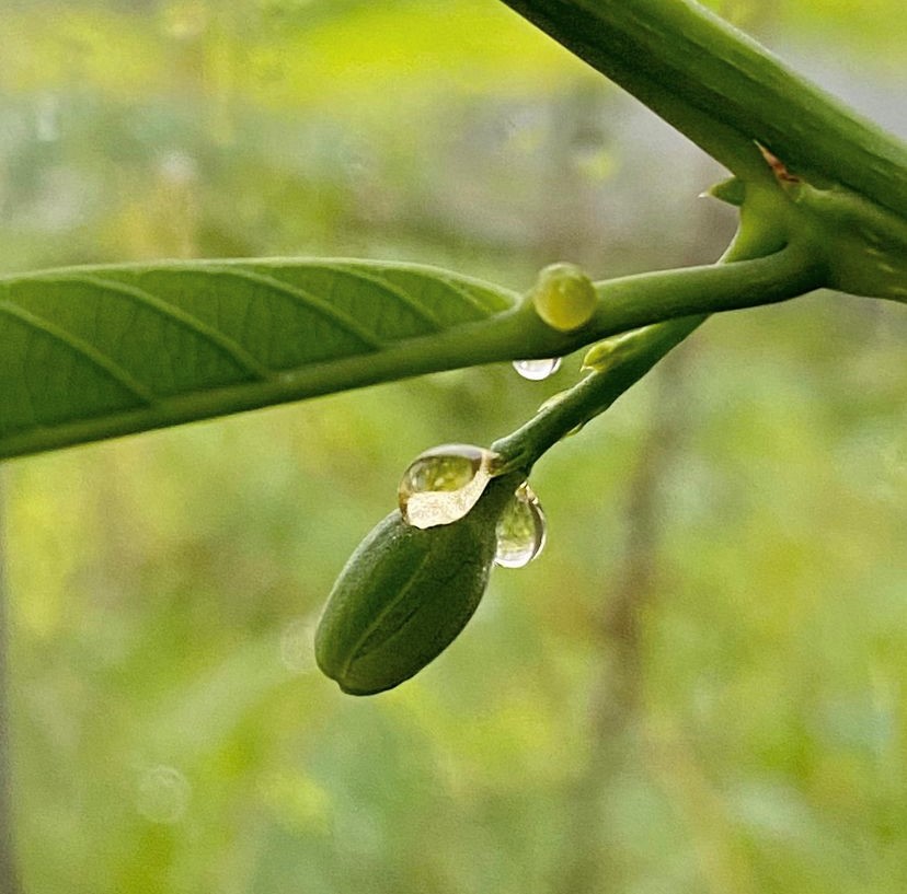 Up close shot of translucent nectar drops on green plant