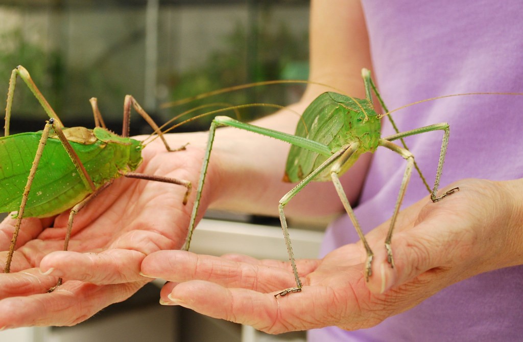 species identification - Identify little green long legged bug